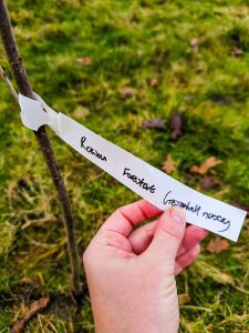 Hand holding tag on sapling